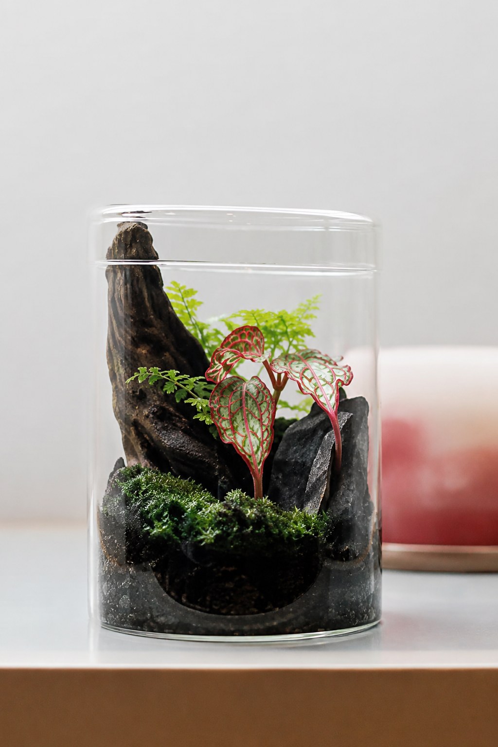 生態缸
